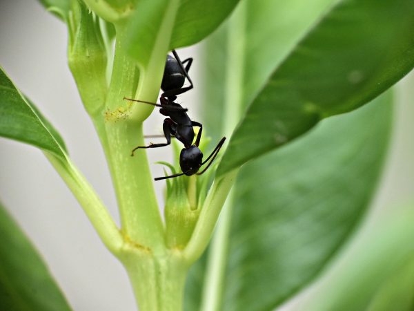 黑蚂蚁影视信息核对流程中逐条标注来源与更新时间的编辑工作台特写